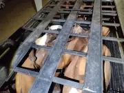 PMA autua motoristas por maus-tratos a cavalos durante transporte irregular em Bataguassu