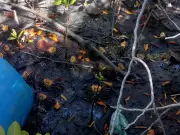 Polícia Ambiental apreende 17,6 kg de caranguejo-uçá e prende dois por pesca ilegal em Maceió