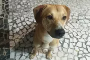 Polícia Civil conclui inquéritos sobre maus-tratos aos cães Caramelo e Orelha em Florianópolis