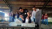Polícia Civil incinera 250 kg de cocaína apreendidos na BR-230, em Balsas, no Maranhão