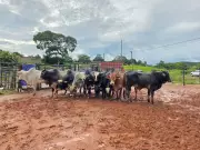 Polícia Civil recupera gado furtado em MG que seria usado em rodeios e abate clandestino