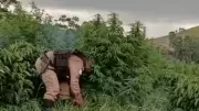 Polícia Militar destrói 500 pés de maconha cultivados por família em Fervedouro
