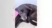 Pretinha, amiga de Orelha, morre de doença renal em Florianópolis após perda do companheiro
