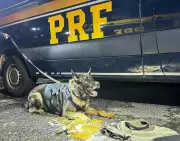 PRF apreende quase 5 kg de maconha 'gourmet' em ônibus na Dutra, em Arujá