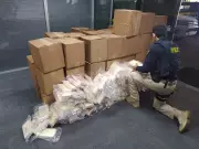 PRF faz maior apreensão de cocaína da história em SC: 1,36 tonelada em caminhão