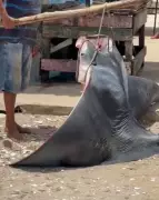Projeto Mantas do Brasil alerta sobre pesca ilegal de raia-manta em Sergipe
