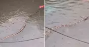 Pítons gigantes invadem ruas alagadas de Bali após chuvas intensas na Indonésia