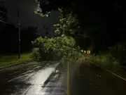 Queda de Árvore de Grande Porte Interdita Estrada da Rhodia em Campinas Após Chuva