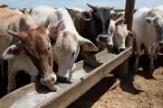 Queda histórica do rebanho bovino nos EUA abre oportunidade estratégica para o Brasil