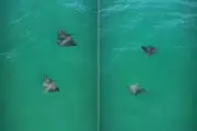 Raias-chita surpreendem surfistas em Guarujá, SP: encontro raro no mar