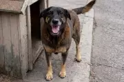 Rio de Janeiro inaugura Núcleo de Proteção e Defesa dos Animais após caso Orelha