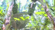 Rurópolis sedia 1º Simpósio de Bananicultura com foco em biotecnologia e capacitação