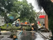 Árvore de grande porte desaba e interdita Avenida José Longo em São José dos Campos