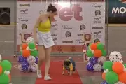 Show Pet 2025: Desfile de Fantasias e Adoção Animam Corumbá