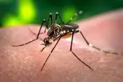 São Paulo inicia campanha de vacinação contra dengue com dose única do Butantan
