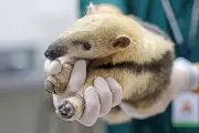 SP investe R$ 40 milhões em três novos Cetras para animais silvestres no interior