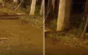 Sucuri é flagrada atravessando avenida movimentada em Ribeirão Preto, SP