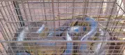 Sucuri de seis metros capturada após atacar cachorra em Urânia, SP