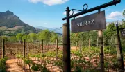 Syrah: A Uva Camaleônica que Encanta o Mundo do Vinho com sua Versatilidade