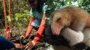 Tamanduaí, o menor tamanduá do mundo, encontra refúgio em florestas de cajueiros do Piauí