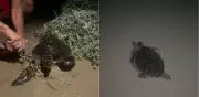 Tartaruga marinha é salva após ficar presa em rede de pesca na Praia da Redinha em Natal