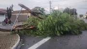 Tempestade em Taubaté derruba mais de 30 árvores e causa danos estruturais