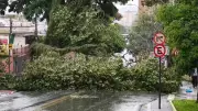 Temporal com ventos de 125 km/h derruba 28 árvores em São José dos Campos