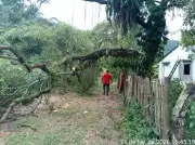 Temporal no Noroeste Fluminense derruba árvores e causa bloqueios em estradas de Porciúncula