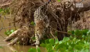 Terra da Gente flagra onça-pintada livre no Pantanal em aventura emocionante