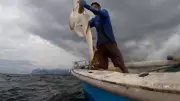 Tubarão ameaçado de extinção é resgatado e devolvido ao mar na Baía de Guanabara