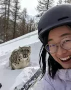 Turista é atacada por leopardo-das-neves após tentar selfie na China