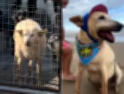 Vô Davi, cão idoso de 22 anos, encontra lar na praia após anos em abrigo em SC