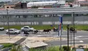Vagas Invadem Avenida de Campinas e Causam Transtorno no Trânsito