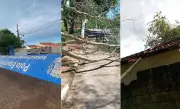 Ventania de 72 km/h derruba árvores e causa estragos em Casa Branca, SP