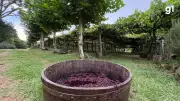 Vindima em Gramado: colheita da uva atrai turistas com música ao vivo e experiências sensoriais