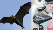 Vírus Nipah: morcegos frugívoros como hospedeiros e os riscos para o Brasil
