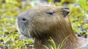 Zoológico britânico realiza eutanásia em dupla de animais sul-americanos com forte vínculo