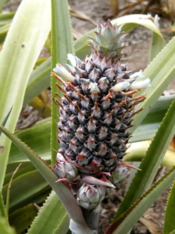 Abacaxi: a fruta brasileira formada por até 200 frutas fundidas