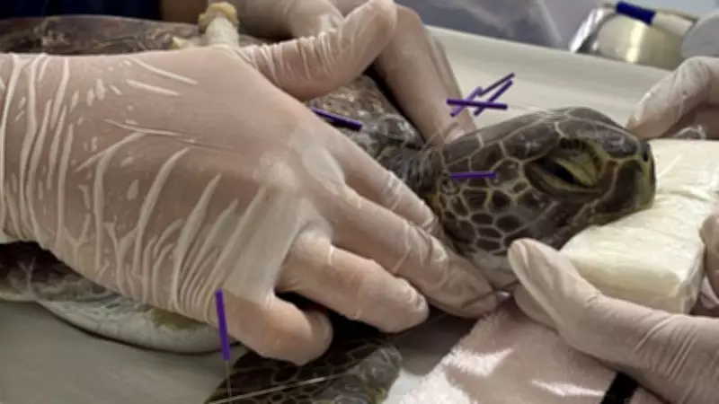 Acupuntura e laser: técnicas inovadoras reabilitam tartarugas marinhas atropeladas no ES