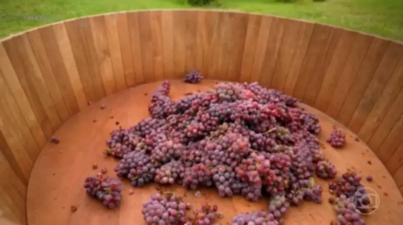 Afroturismo e vinho: samba impulsiona vinícola no RS com crescimento de 248% no faturamento