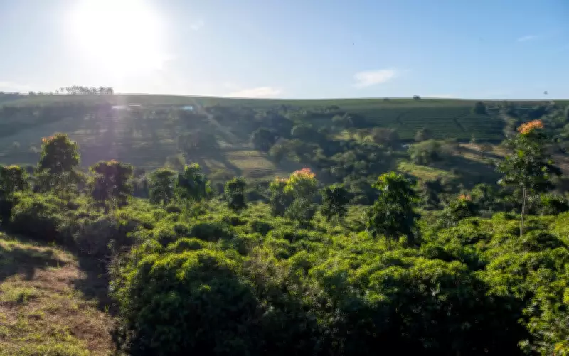 Agricultura regenerativa é aposta para garantir futuro do café frente às mudanças climáticas