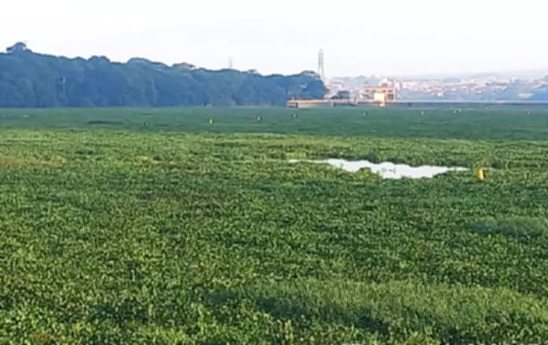 Aguapés formam extenso 'tapete verde' no Rio Tietê entre Barra Bonita e Igaraçu do Tietê