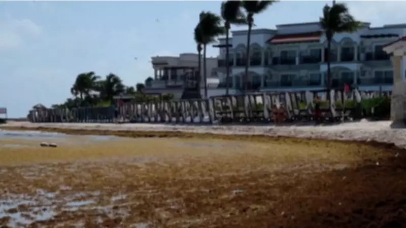 Algas Sargassum Invadem Praias Mexicanas e Afetam Turismo em Playa del Carmen