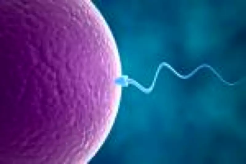 Alimentos ultraprocessados prejudicam fertilidade masculina e desenvolvimento embrionário