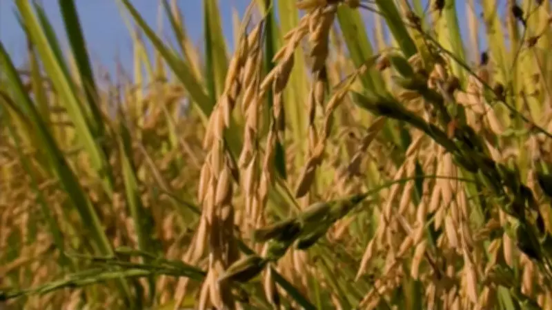 Alto custo e margem negativa limitam liquidez do arroz no Rio Grande do Sul