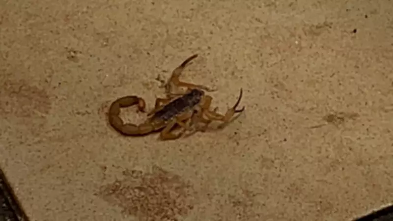 Alunas de Dança da UFU Picadas por Escorpião em Sala de Aula: Animal Entrou na Calça