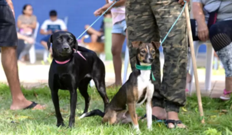 Amazonas lança aplicativo 'Meu Pet' para castração e denúncias de maus-tratos