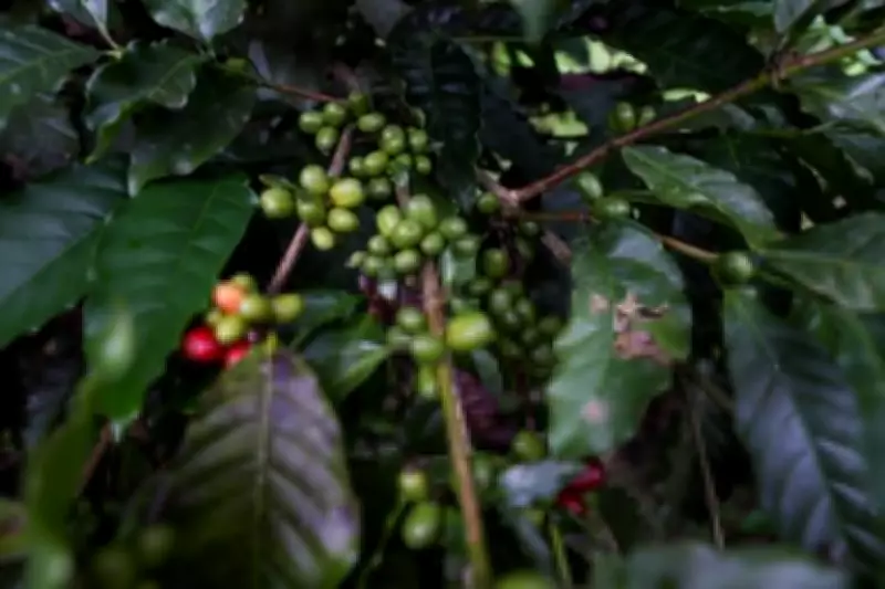 Amazonas prioriza café local em compras públicas com nova lei sancionada
