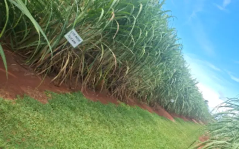 Amendoim se consolida como aliado estratégico na renovação de canaviais no Triângulo Mineiro