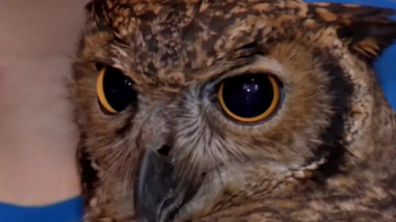 Animais exóticos em apartamentos: a rotina intensa e os desafios dos tutores no Brasil